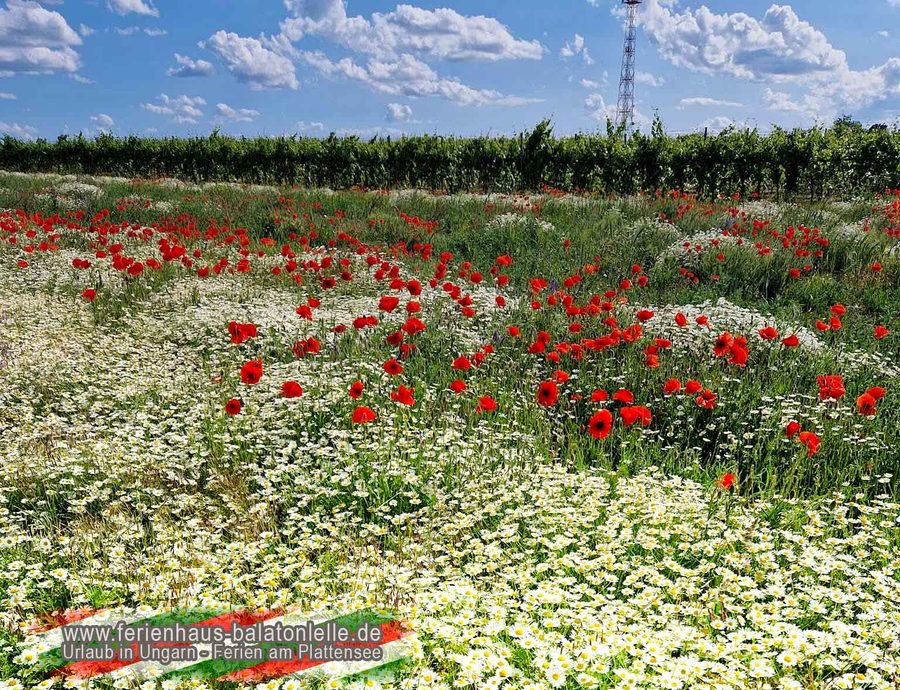 Blumenwiese nahe Balatonlelle als Umgebung für Spaziergänge mit Hund