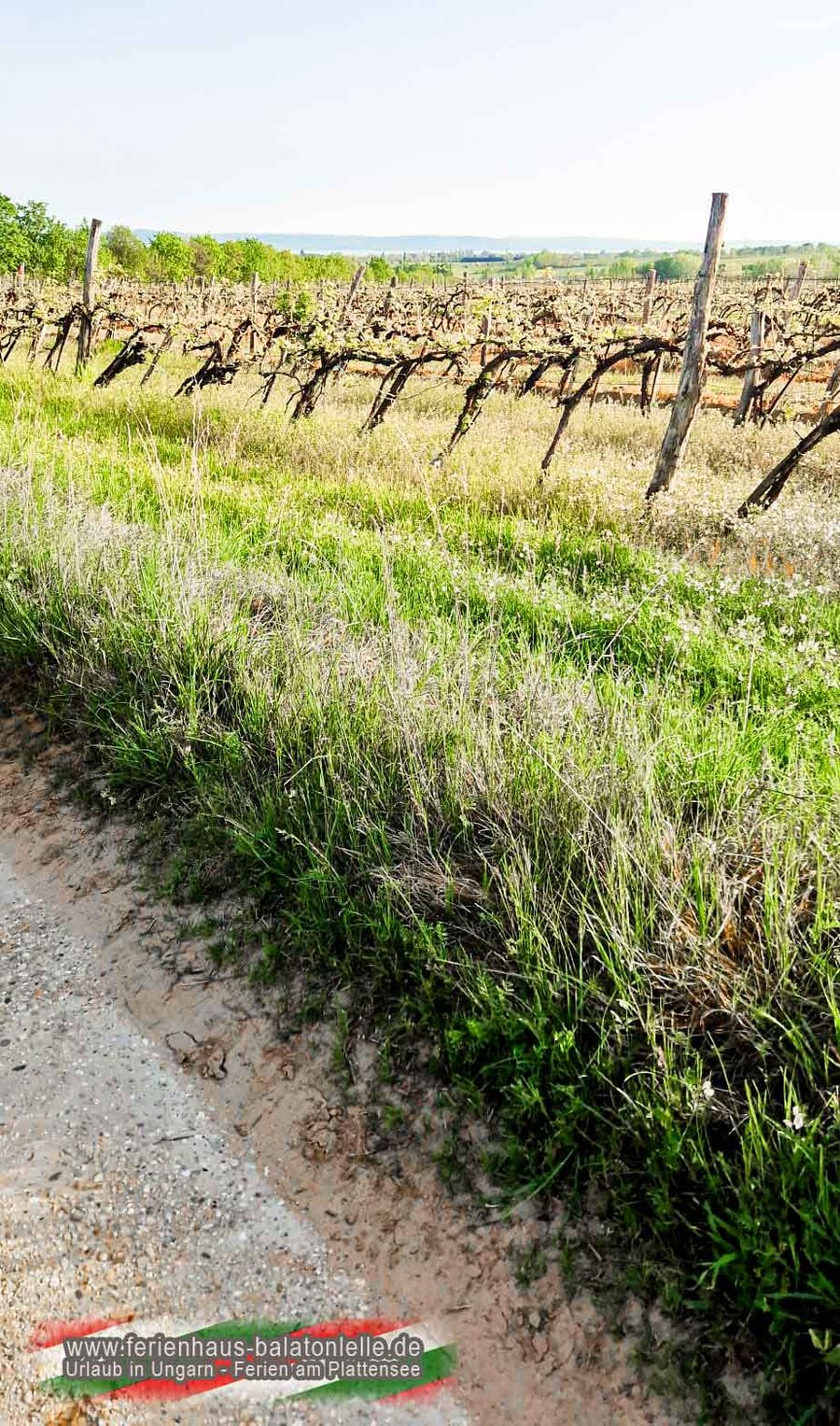 Weinberge in der Nähe des Ferienhauses Balatonlelle, etwa fünf Gehminuten entfernt